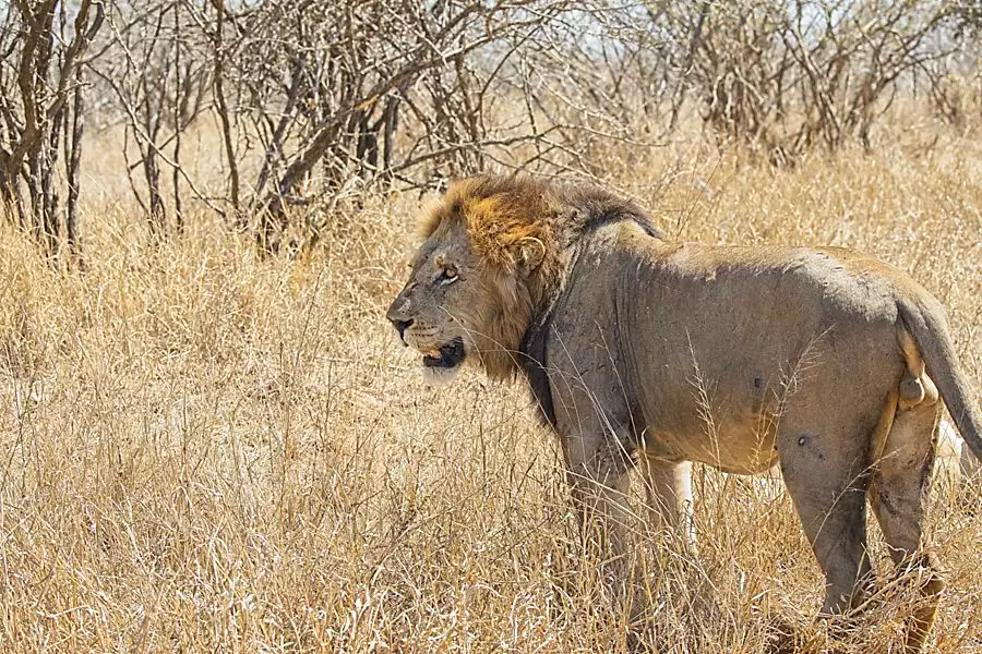 Big male African Lion - Lion hunt in South Africa.