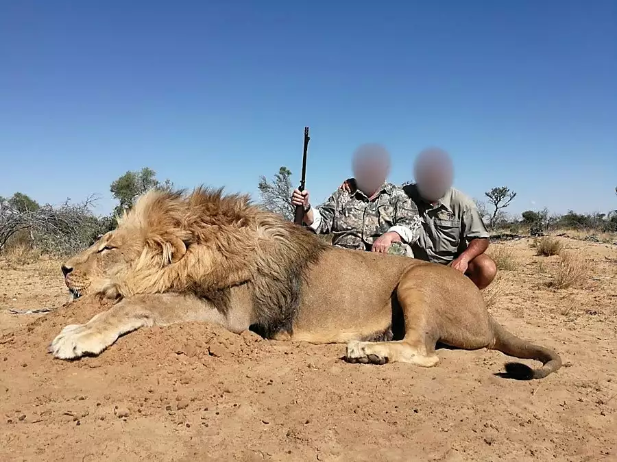 Lion hunting in South Africa - Hunters with Lion trophy