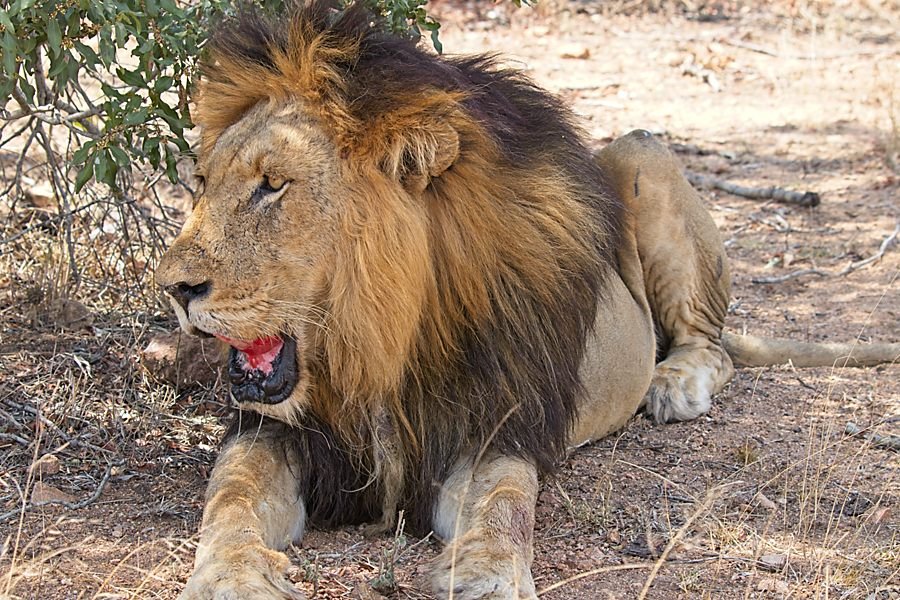Big maned male Lion - Lion hunting