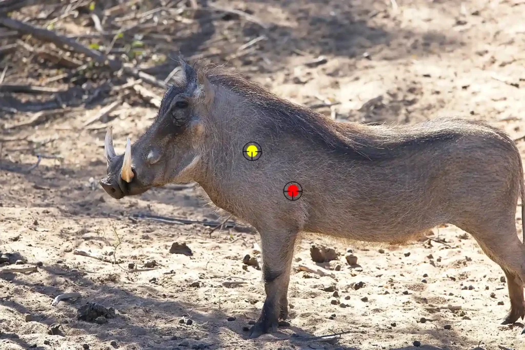 Where to shoot Warthog showing heart-lung shot and neck shot