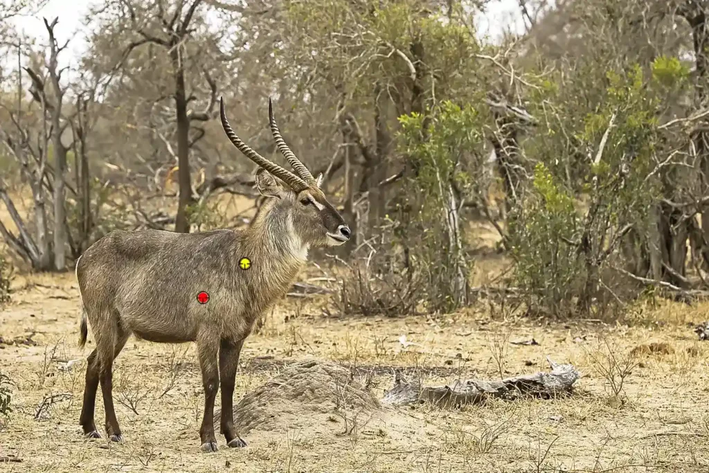 Where to shoot Waterbuck, showing neck and heart/lung shot
