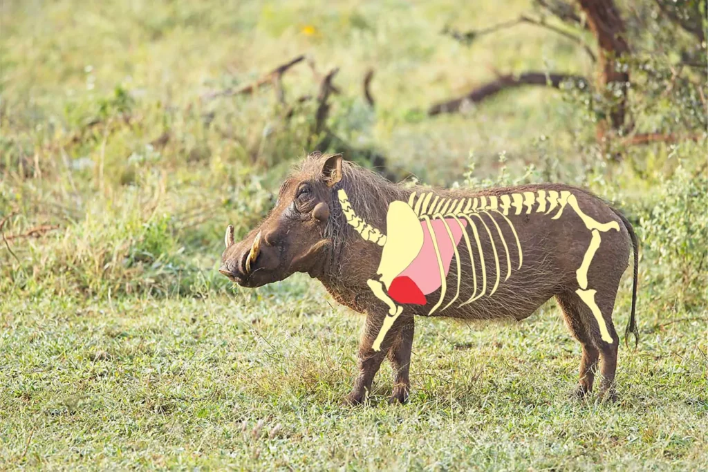 Shot placement on Warthog, the image shows the heart and lungs