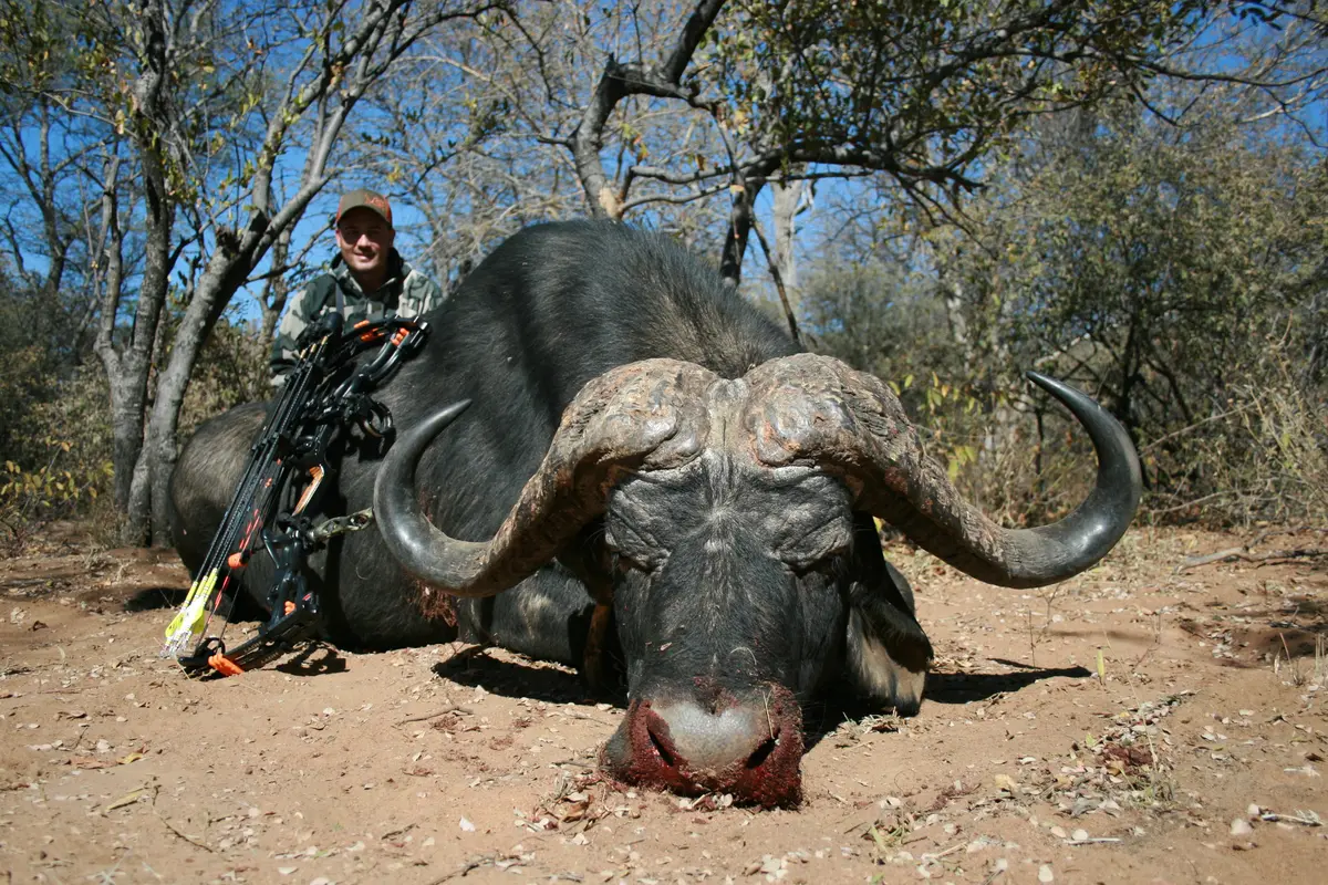 Bow hunt Cape Buffalo Ideal Bow Hunting Set up. Trophy Cape Buffalo