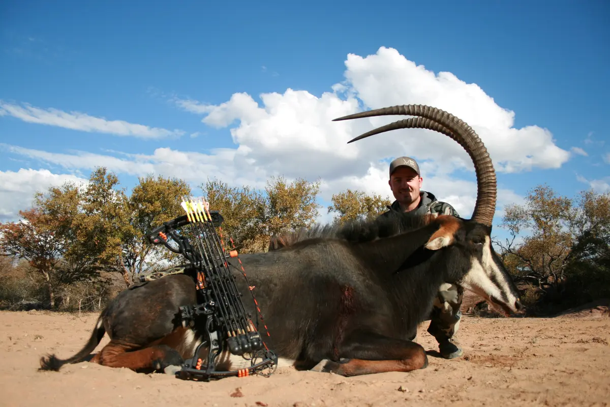 Bow hunt Sable in South Africa - magnificent Sable trophy