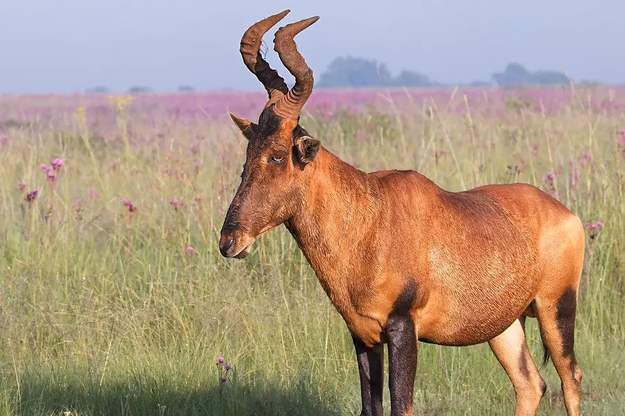 Draw weight to bow hunt Red Hartebeest