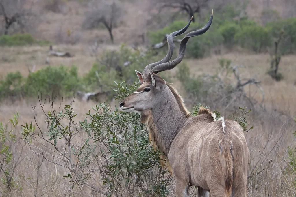 Draw weight to bow hunt Kudu