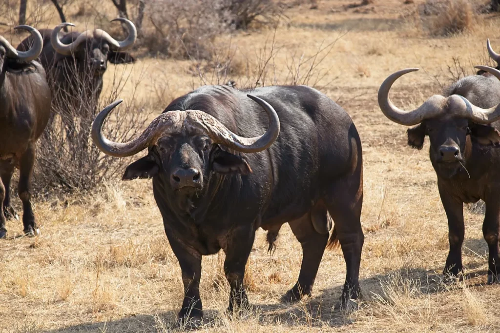 Cape Buffalo Hunt in South Africa - Big Trophy Bull