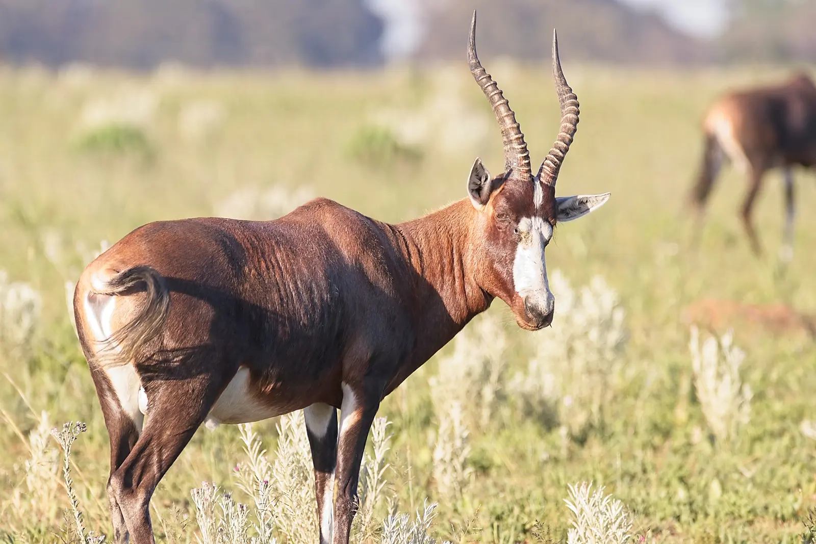 Price to Bow Hunt Blesbuck in South Africa - Blesbok trophy