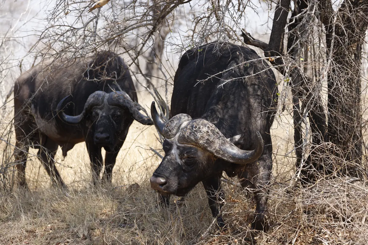 Bow hunt Cape Buffalo in the bushveld of South Africa