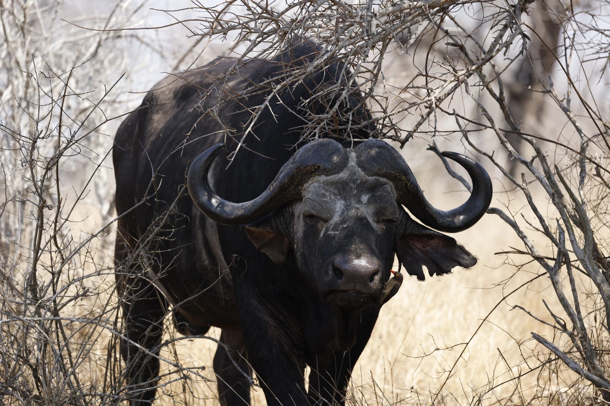 Bow Hunt Cape Buffalo: Dealing with a Wounded Animal