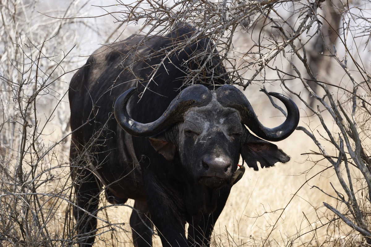 Cape buffalo, African Savanna Mammal