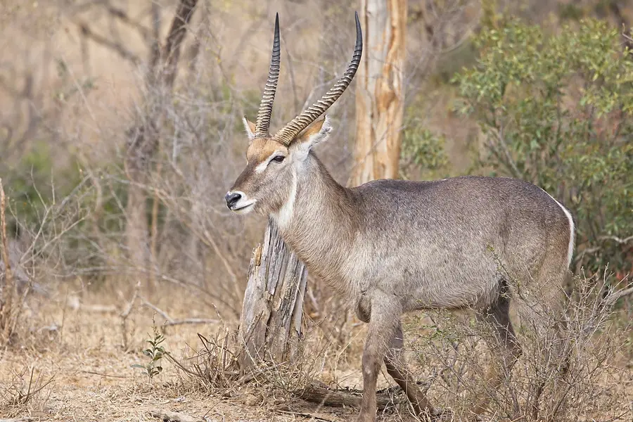 Draw weight to bow hunt Waterbuck