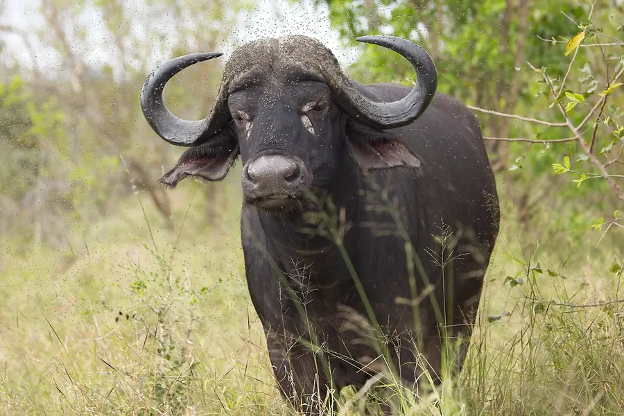 Draw weight to bow hunt Cape Buffalo