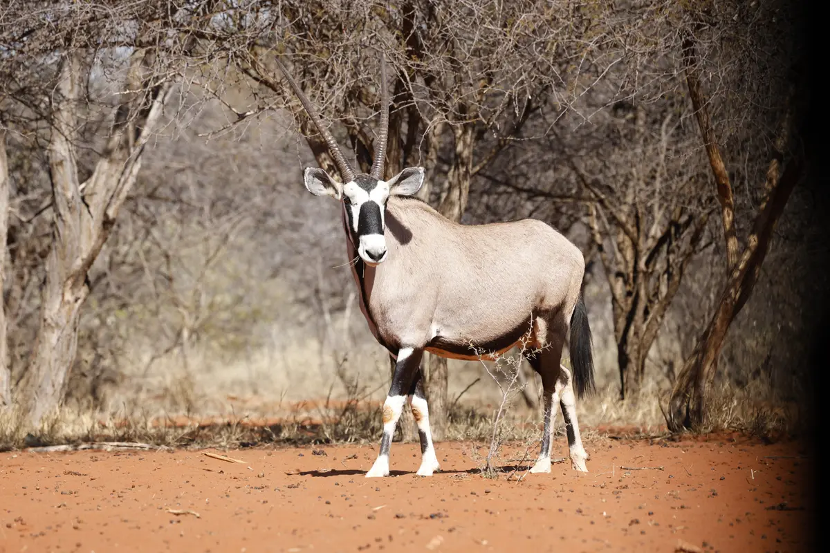 The price to bow hunt Gemsbok in South Africa - Gemsbuck trophy bull.