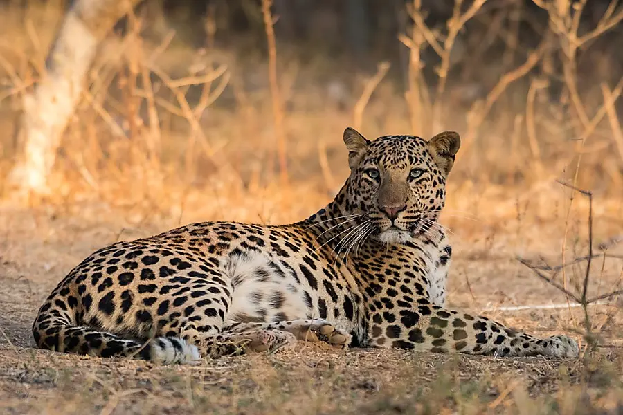 Hunt Leopard in South Africa.