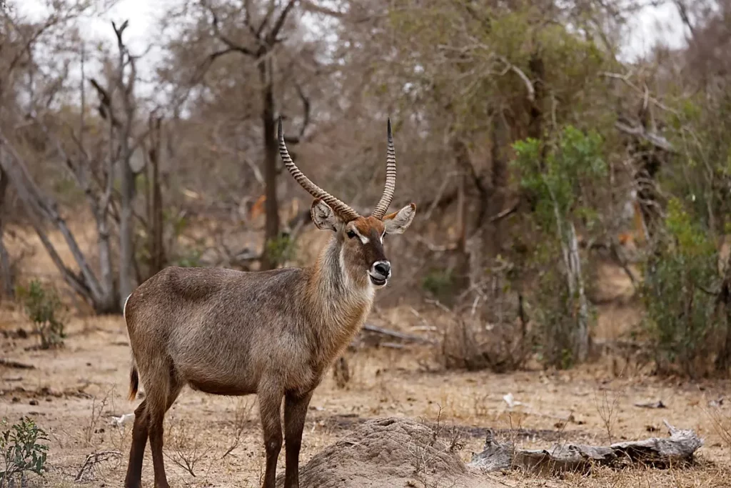 Price of Waterbuck Hunting in South Africa - A good trophy Waterbuck bull.