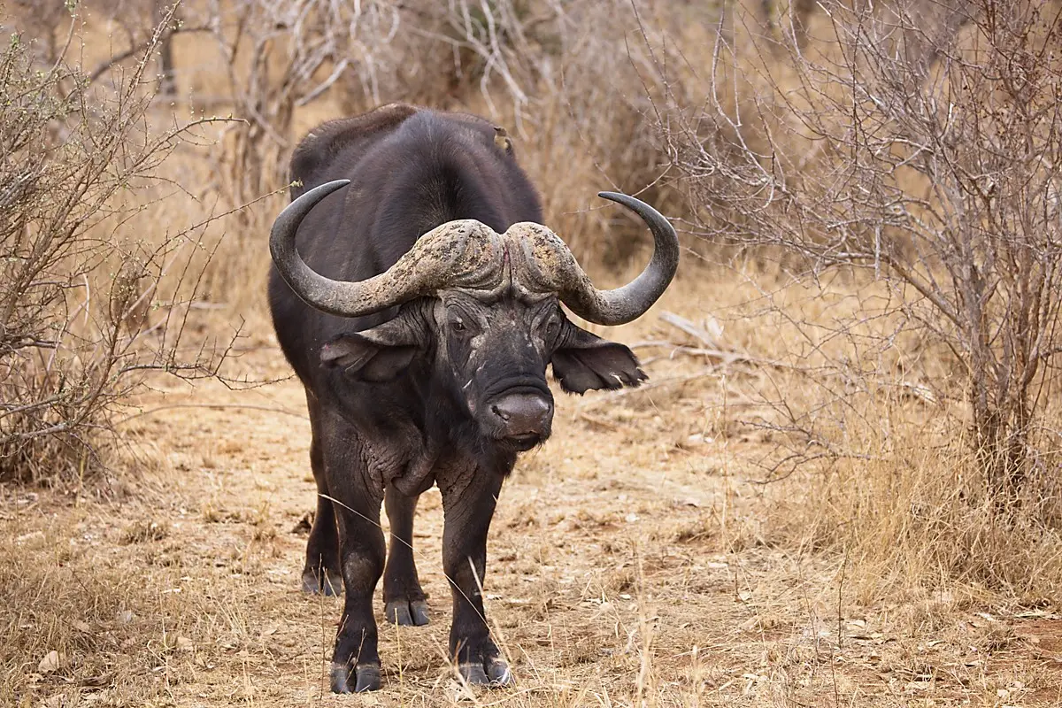 African Buffalo - South African Wildlife Guide