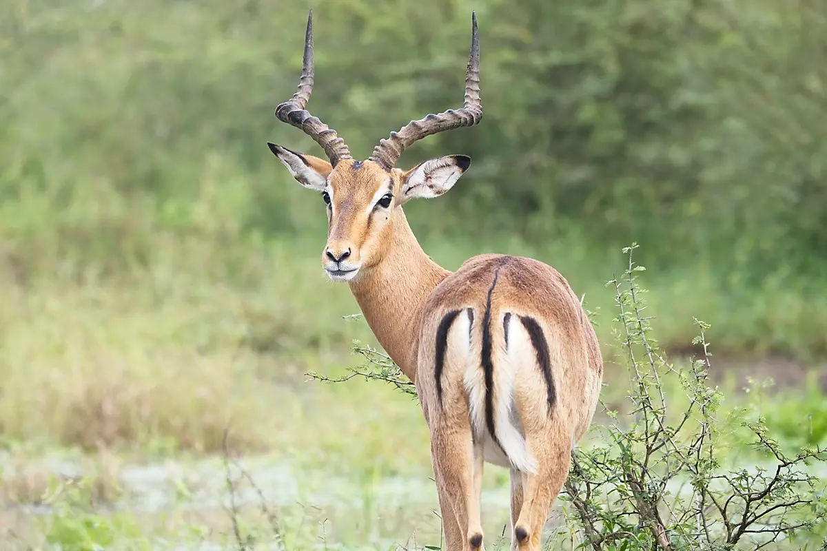 Bow Hunting in South Africa with a Traditional Bow - Safari