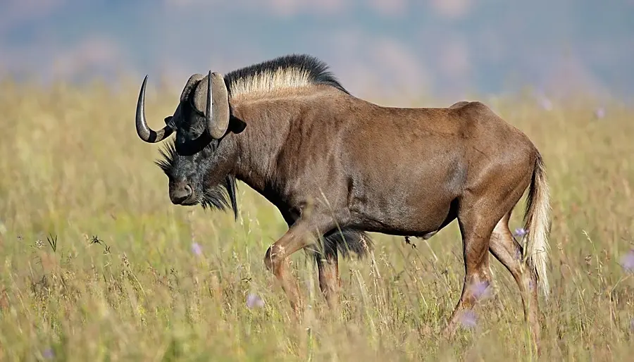 Cost to hunt Black Wildebeest