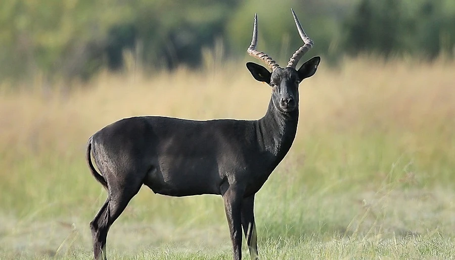Price to hunt Black Impala in South Africa