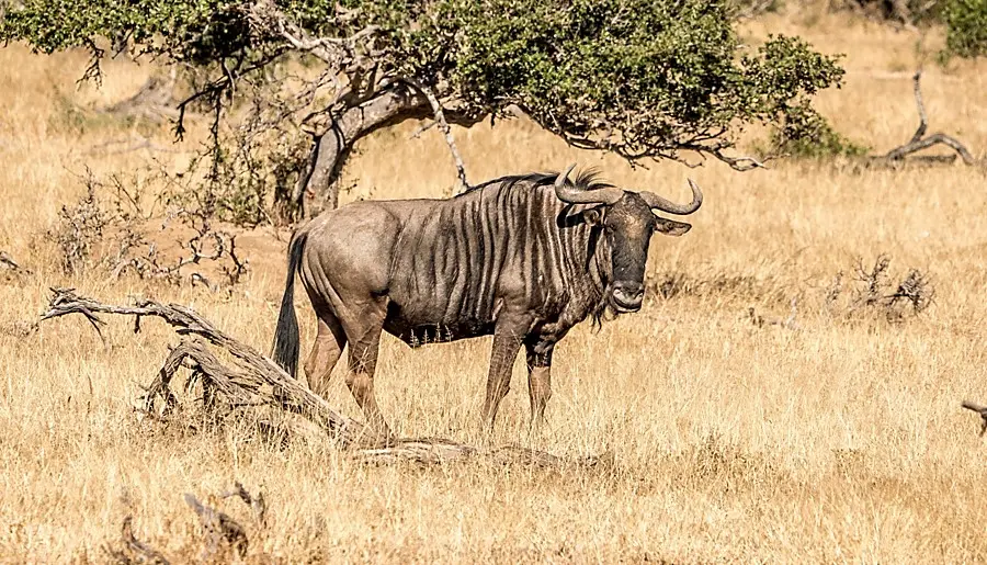 Blue Wildebeest hunting price
