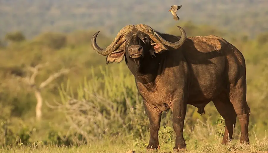 Price for Cape Buffalo hunting in South Africa
