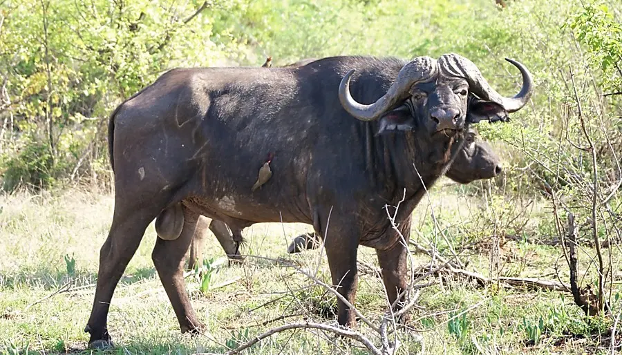 Cape Buffalo Hunting price in South Africa