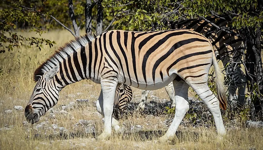 The price for a Zebra hunt.