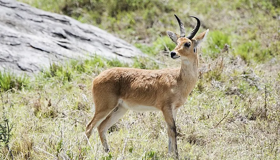 Price to hunt common Reedbuck