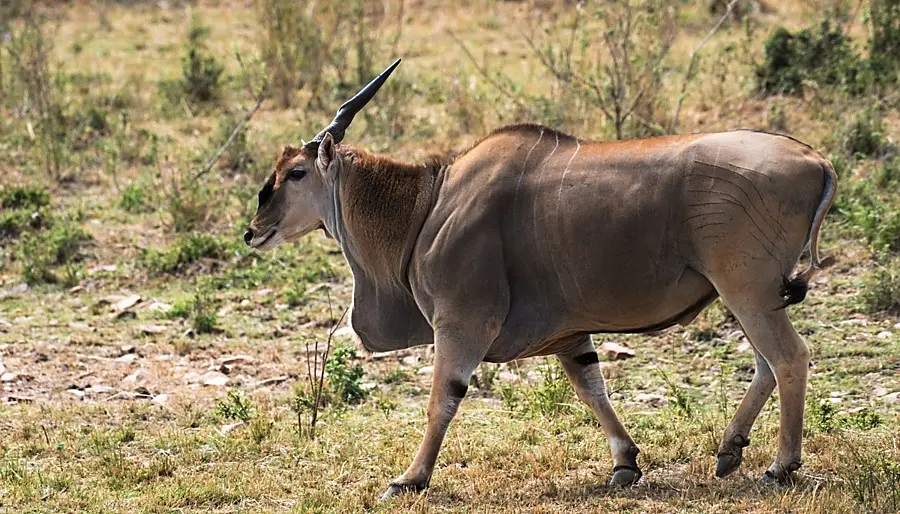 The price to hunt Eland