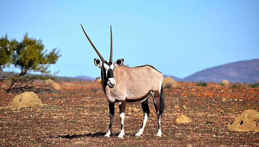 The cost to hunt Gemsbuck