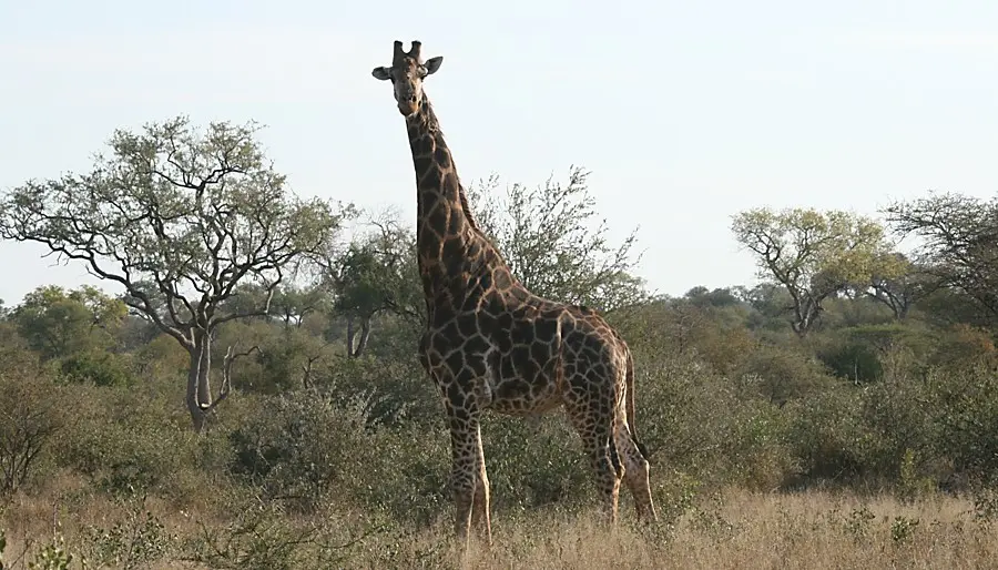 Price to hunt Giraffe.
