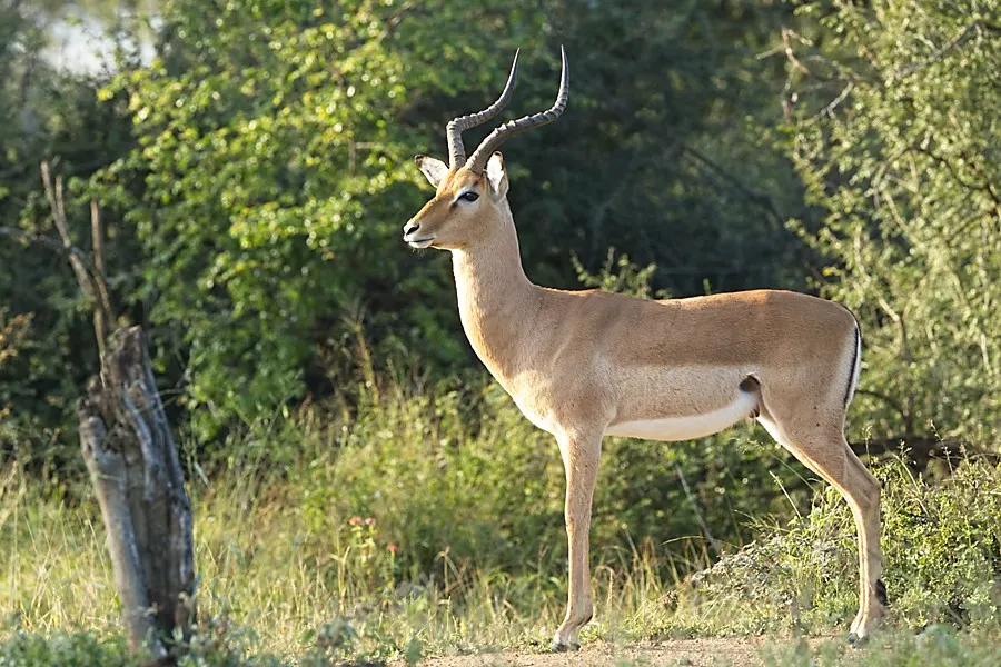 Impala hunting package - Impala Ram.