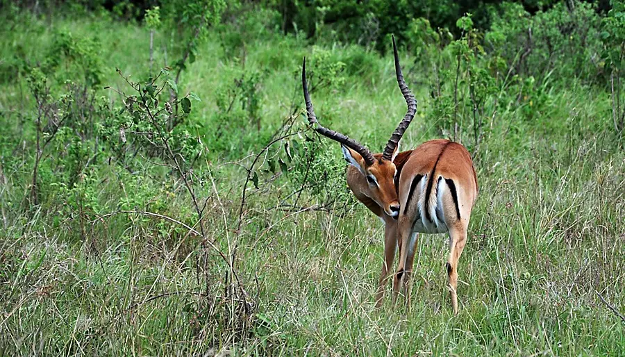 Cost of Impala hunting