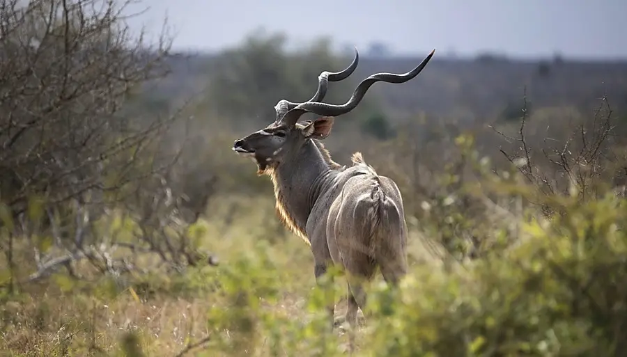 Cost of a Kudu for Hunting in Africa