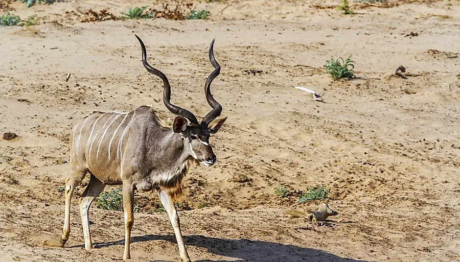 Kudu hunting price in South Africa