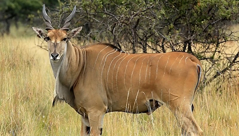 The price to hunt Livingstone Eland in South Africa