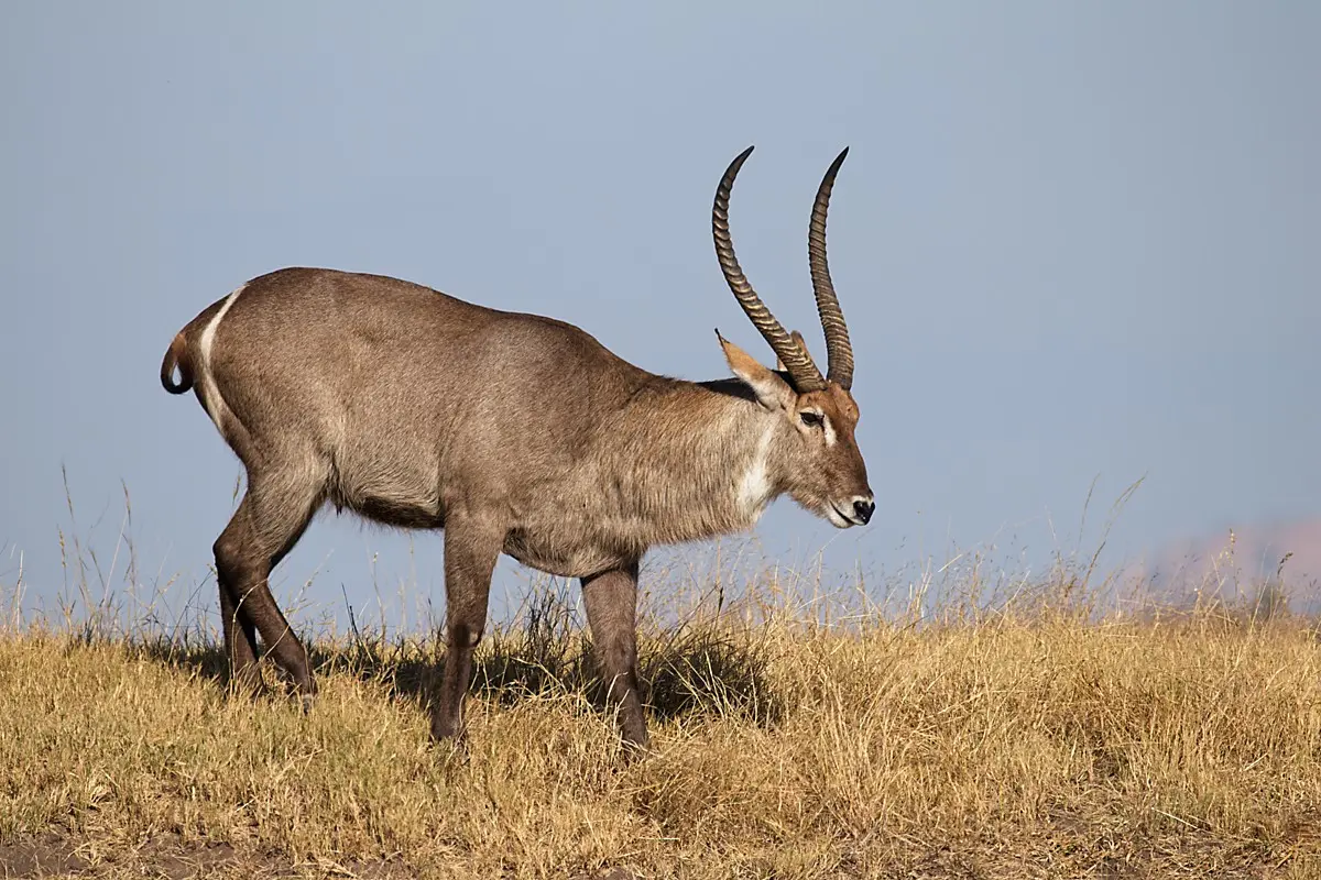 Best Calibers for Hunting South African Plains Game 1