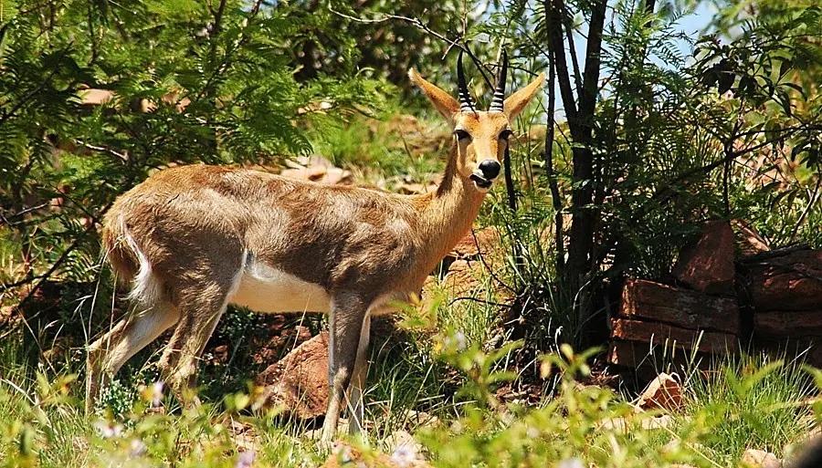 Price for mountain Reedbuck hunting