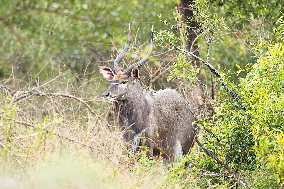 Nyala hunting package in South Africa - Trophy Nyala Bull.