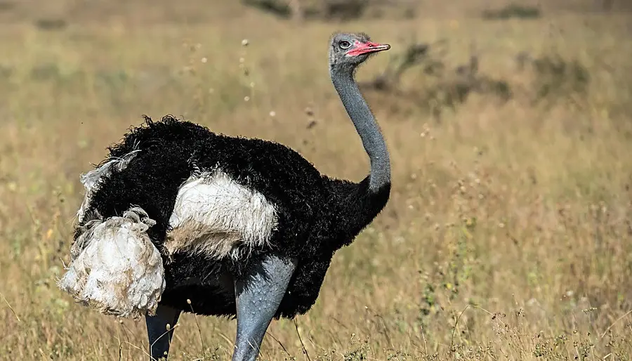 The price for Ostrich hunting