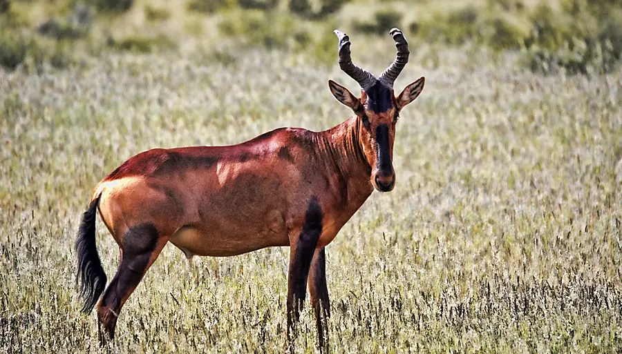 The price to hunt to hunt Red Hartebeest in South Africa