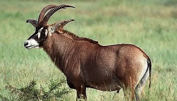 Price for Roan Antelope