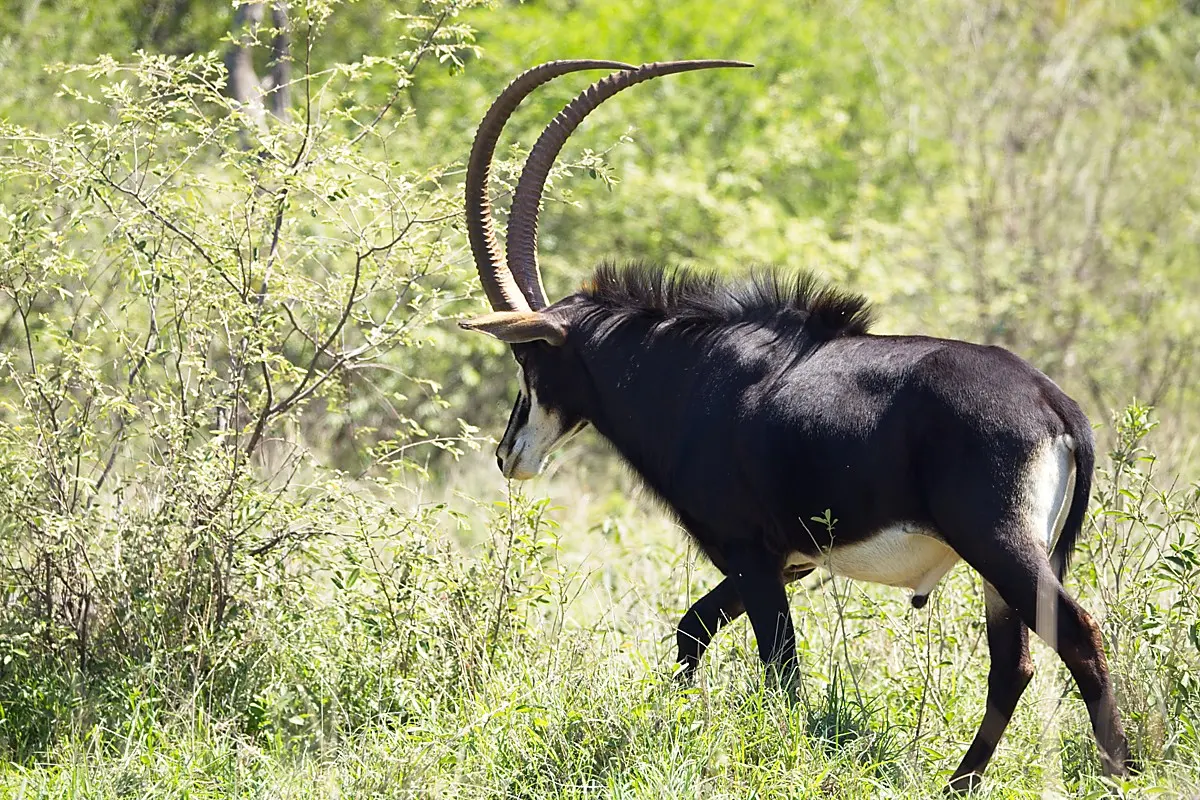 Sable Hunting Package in South Africa 1