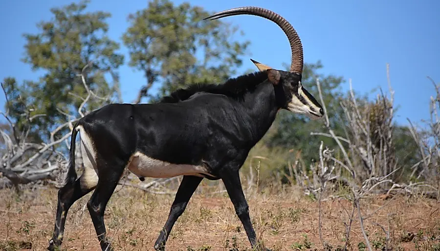 Sable Antelope cost in South Africa