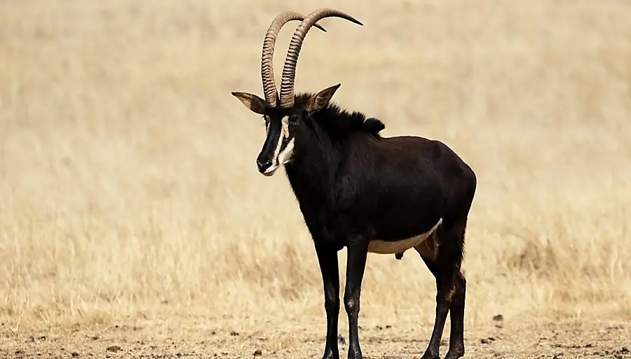 The price for a Sable Antelope