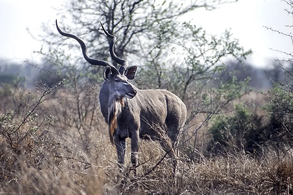 Spiral Horn Grand Slam hunting package in South Africa