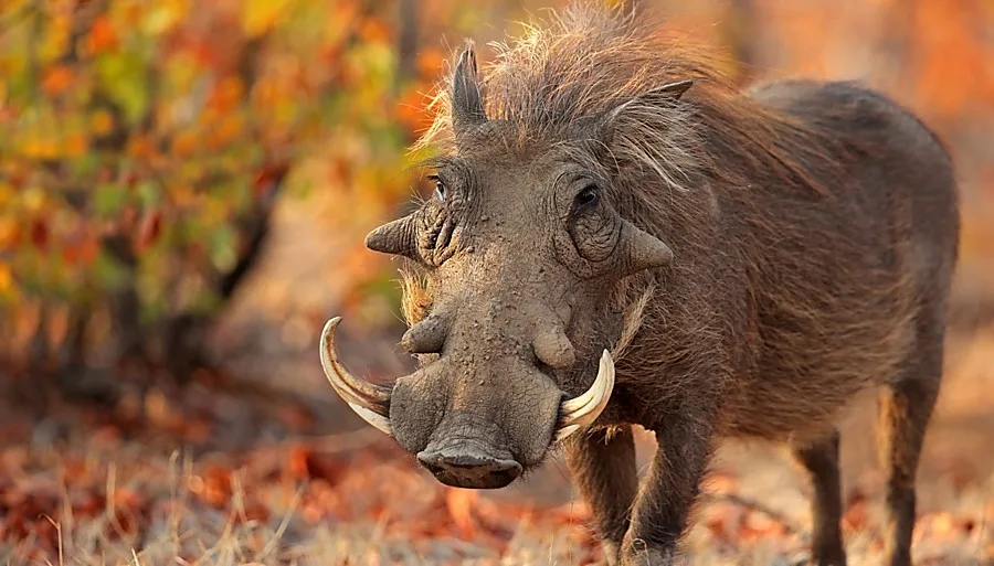 Price to hunt Warthog