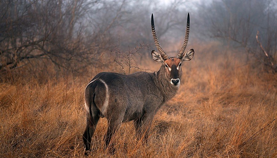 The price for Waterbuck hunting in South Africa