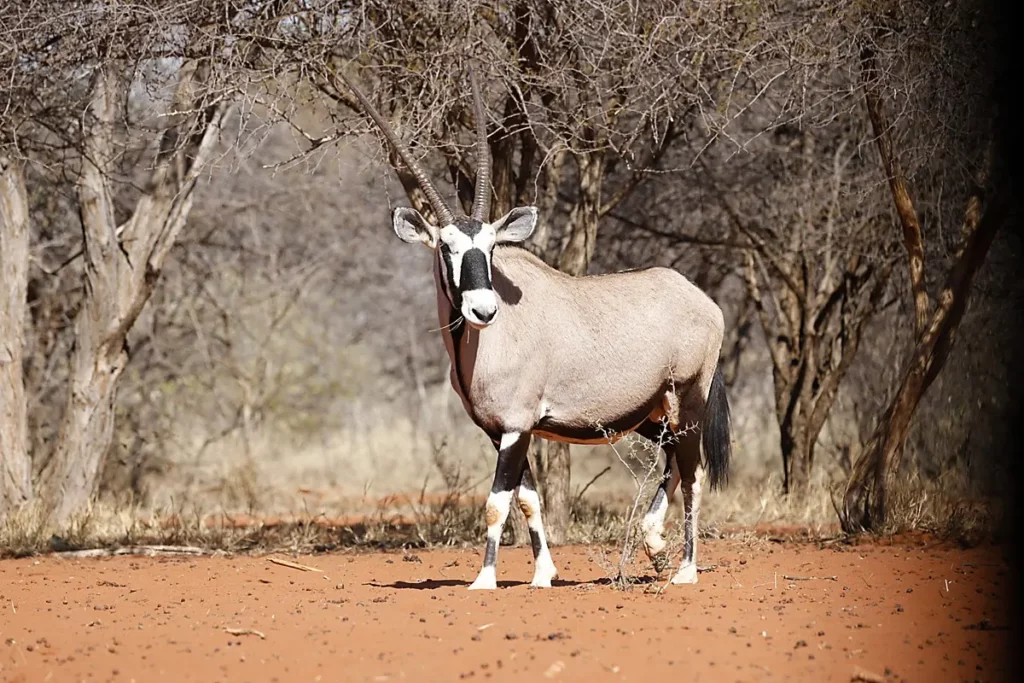 Limpopo South Africa Premier Hunting Safari Destination   Hunting In Limpopo South Africa 1024x683.webp